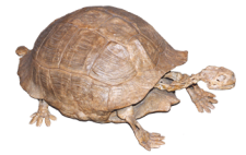 Fossil Tortoise